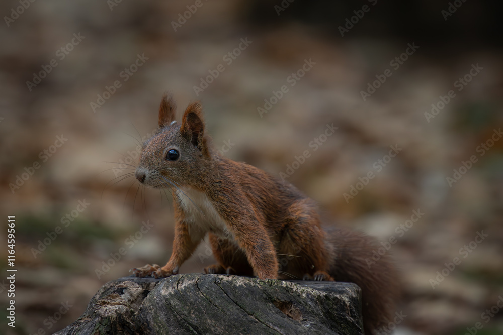 Cute young red squirrel in a natural park in warm morning light. Very cute animal, interesting about its surroundings, colorful, looking funny. Jumping and climbing trees, running, eating. Cute young red squirrel in a natural park in warm morning light. Very cute animal, interesting about its surroundings, colorful, looking funny. Jumping and climbing trees, running, eating.