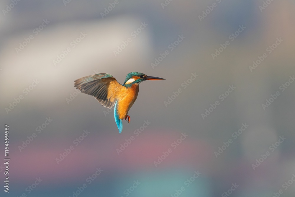 Obraz premium Kingfisher in Flight