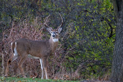Obraz na płótnie Whitetailed deer buck in the woods w salonie