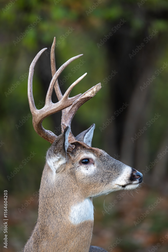 Whitetailed deer buck portrait