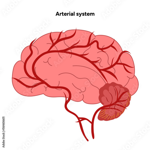 Arterial artery human system head 