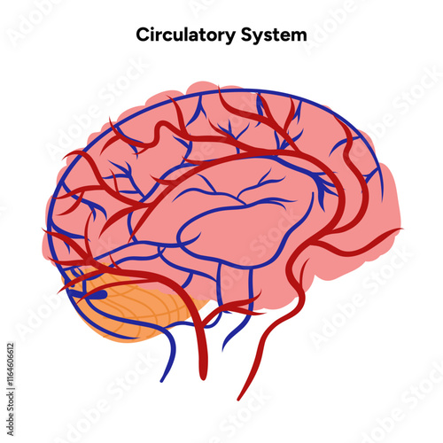 Circulatory human system head brain