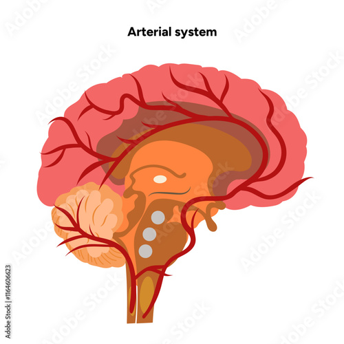 Arterial artery human system head 