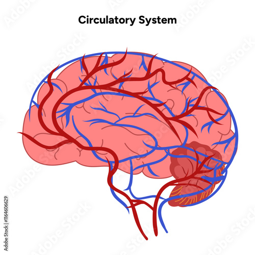 Circulatory human system head brain