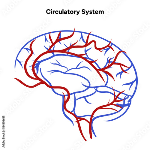 Circulatory human system head brain