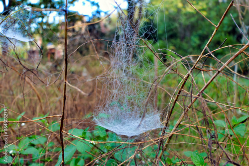 Sparkling construction of the web of a Frontinella frutetorum spider (The Sheetweb Weaver), covered in droplets from the early morning dew
 photo