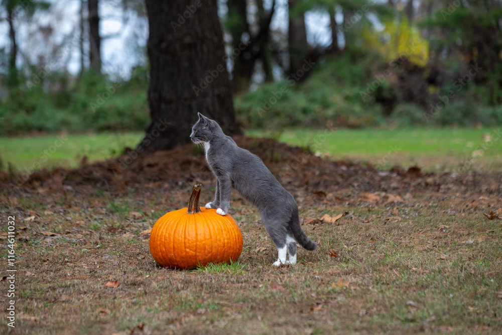 Gray and white cat with pumpkin