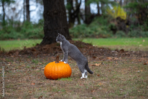 Obraz na płótnie Gray and white cat with pumpkin w salonie