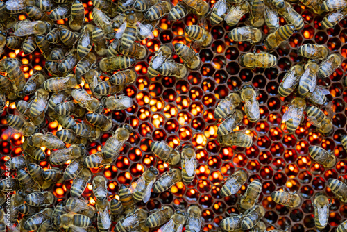 Busy Bees and Honeycomb A Deep Exploration into the Marvels of Natures Amazing Creations