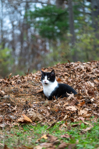 Obraz na płótnie Black and white cat in a pile of leaves w salonie