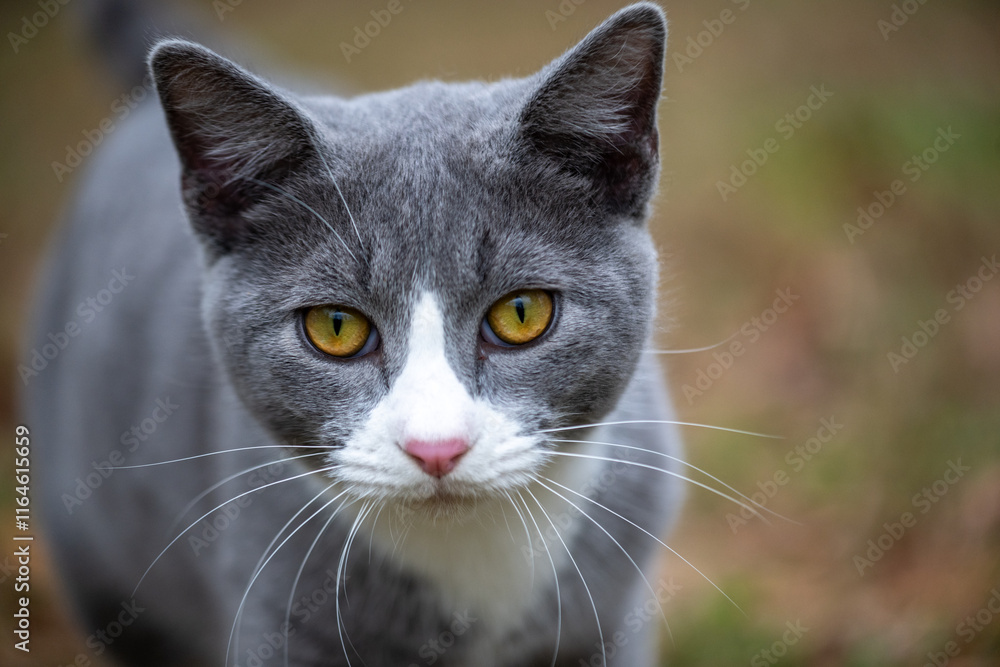 Portrait of gray and white cat