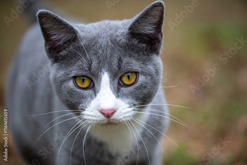 Portrait of gray and white cat