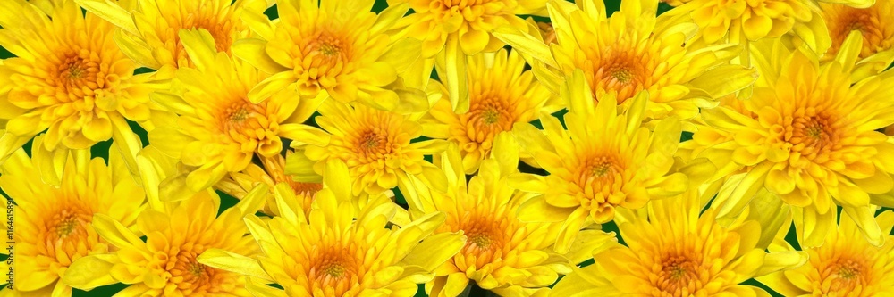Fototapeta premium Yellow chrysanthemums top view flower background