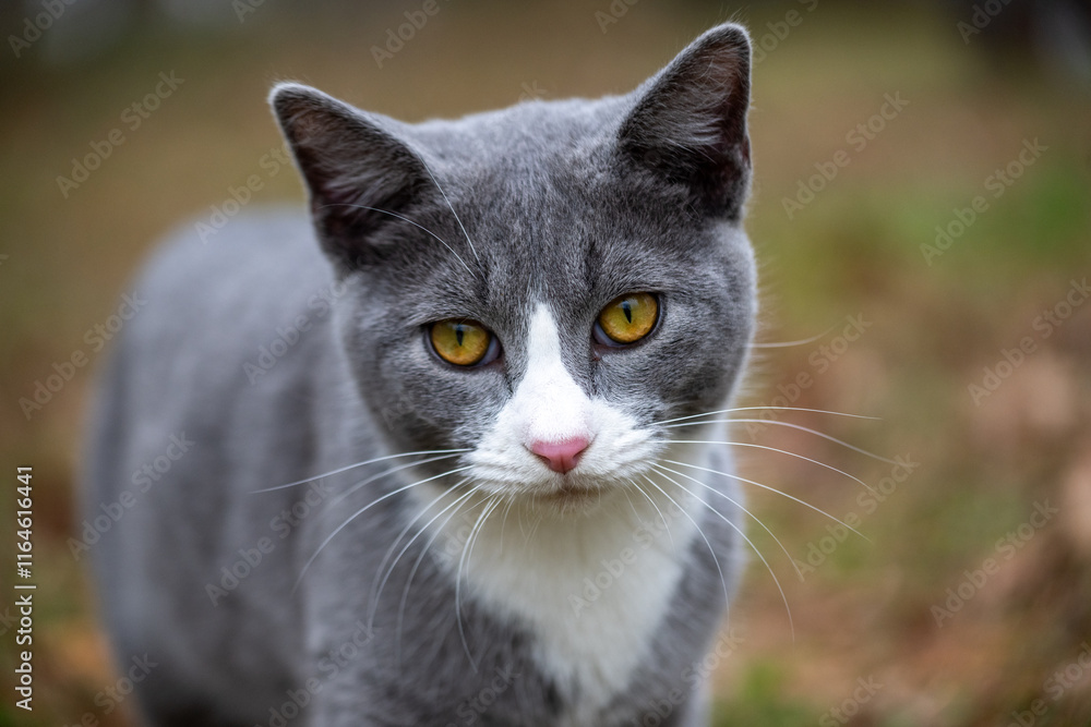 Portrait of gray and white cat