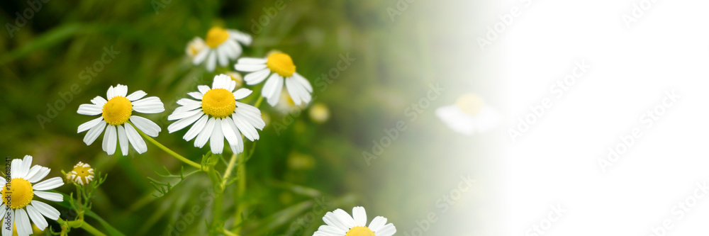 Chamomile flowers field in sun ligh. Web-banner with place for text Chamomile flowers field in sun ligh. Web-banner with place for text