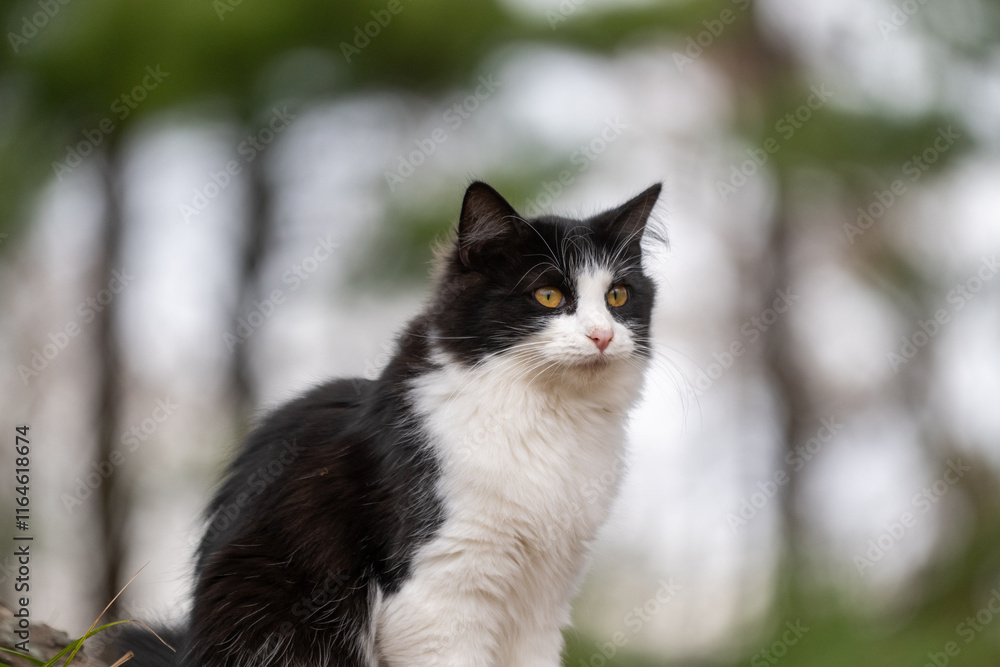 Black and white cat in fall