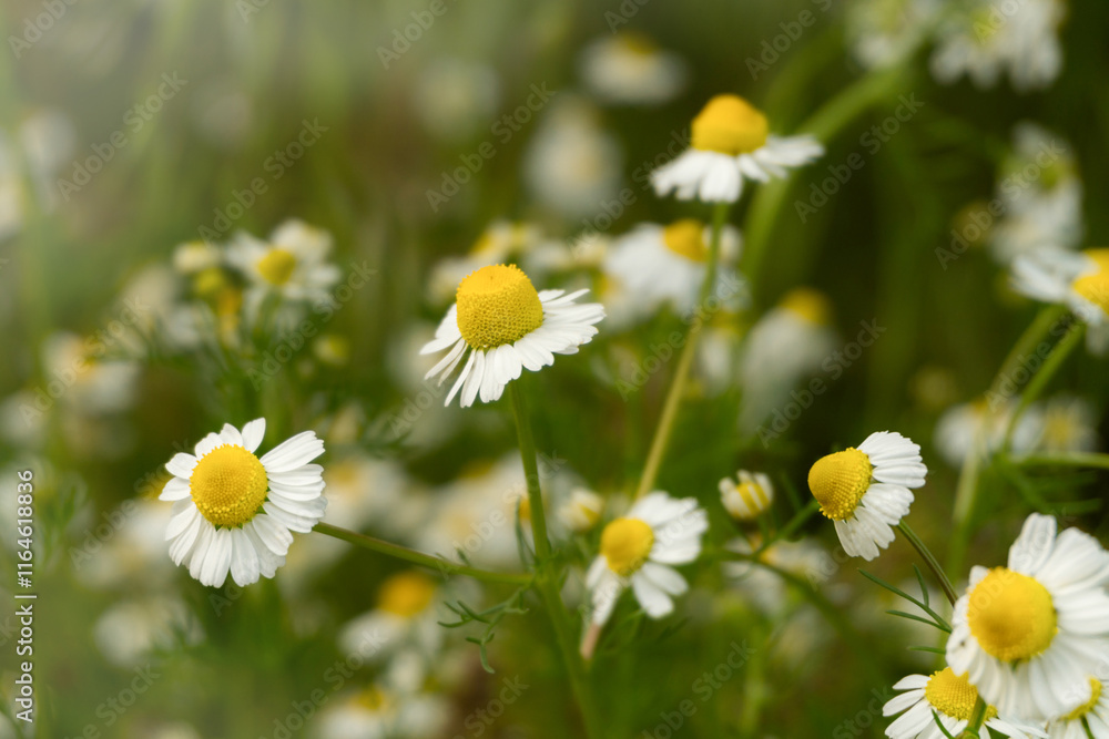 Chamomile flowers field in sun ligh. Chamomile flowers field in sun ligh.