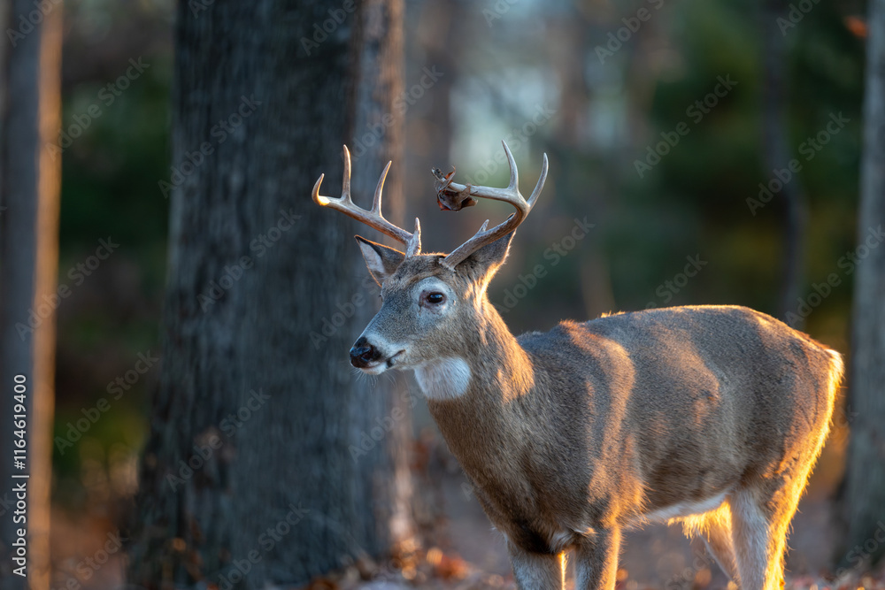 Whitetailed deer buck in the woods