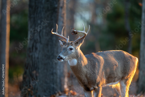 Obraz na płótnie Whitetailed deer buck in the woods w salonie
