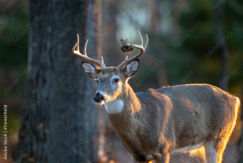 Whitetailed deer buck in the woods