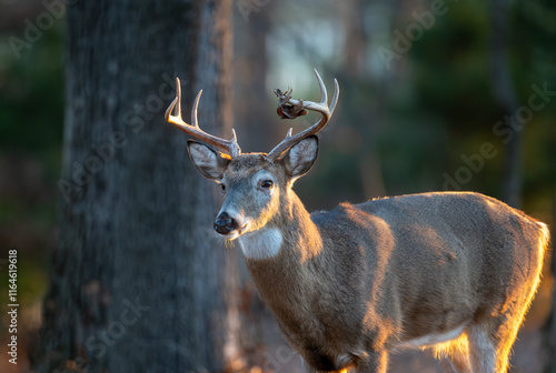 Obraz na płótnie Whitetailed deer buck in the woods w salonie