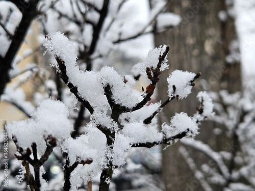 Fluffy white snow. Winter in the city. Bush in the snow - winter park landscape, snow covered branches of a white tree photo