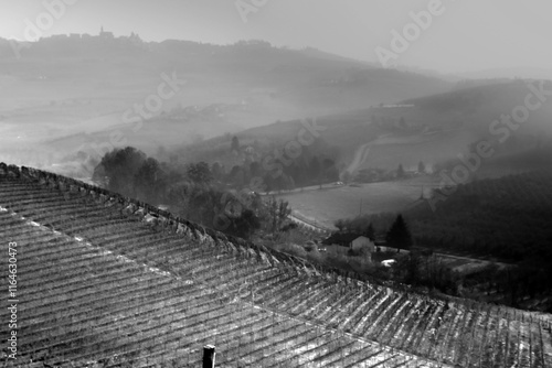 vineyards in the Piedmontese Langhe in autumn photographed in black and white