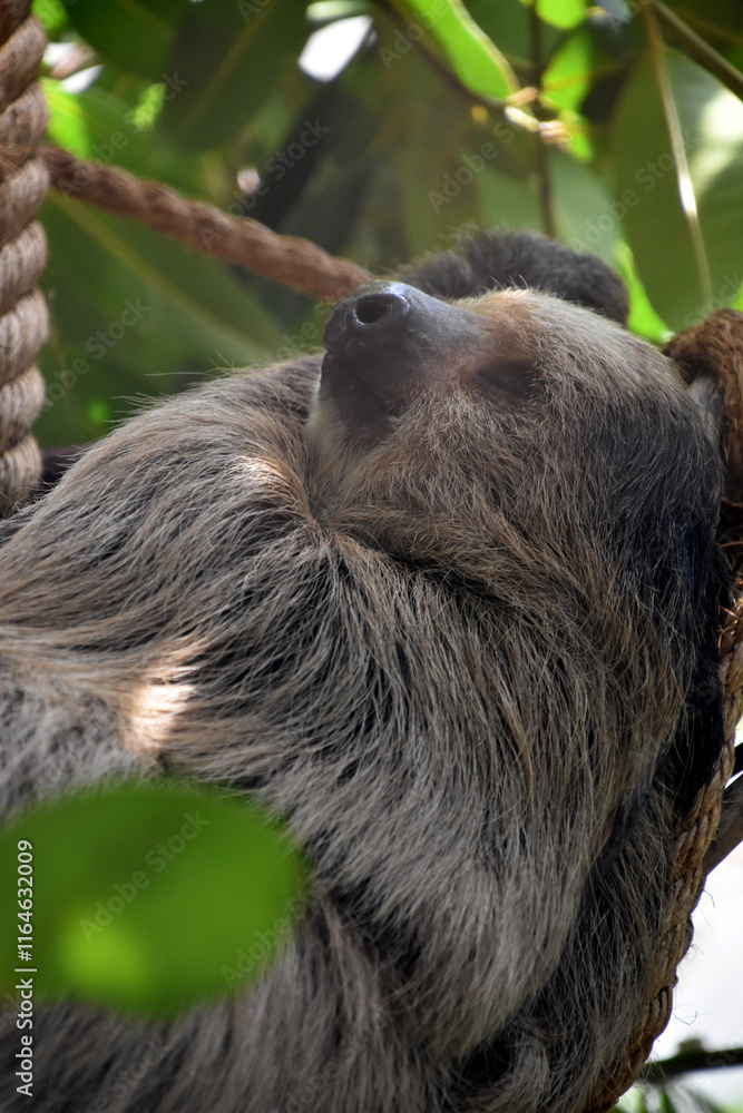 Fototapeta premium Neotropical Sloth Being Lazy in the Trees