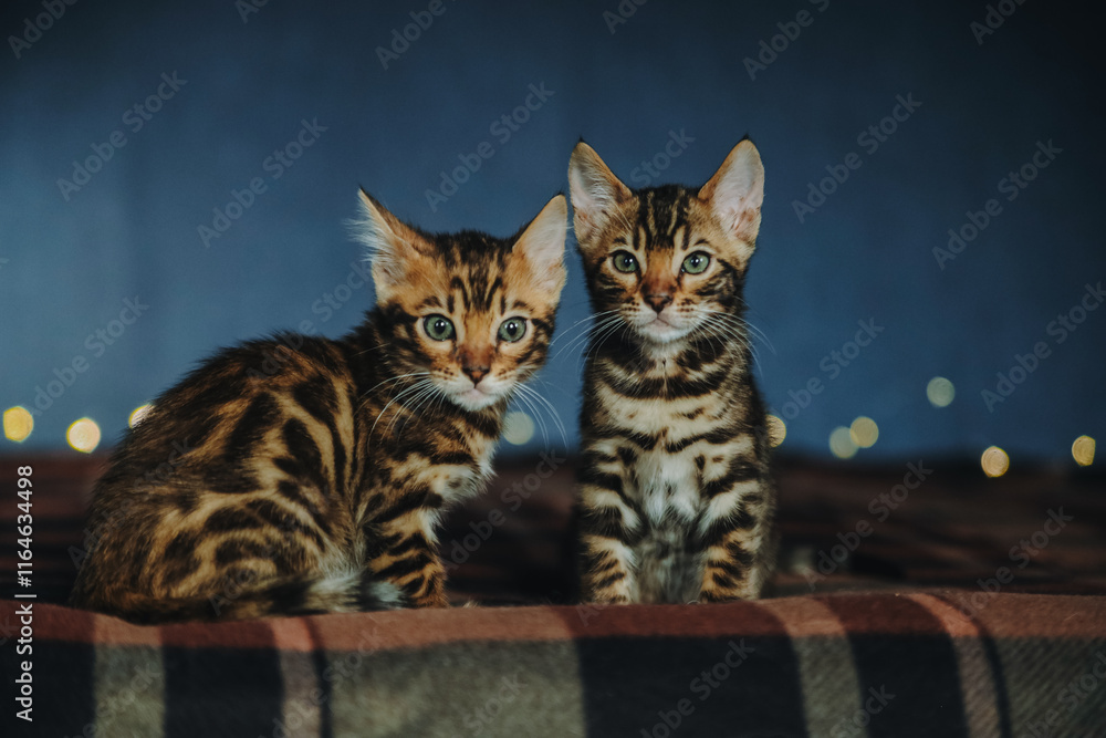 Obraz premium bengal kitten