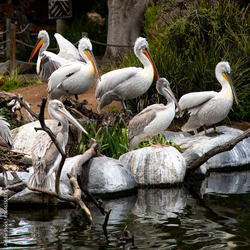 Pelicans on the Water