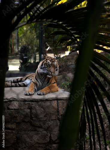 tiger in the zoo