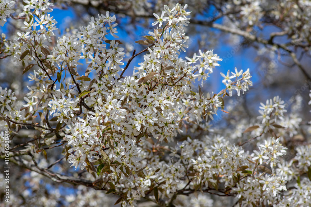 Amelanchier lamarckii deciduous flowering shrub, group of snowy white petal flowers on branches in bloom Amelanchier lamarckii deciduous flowering shrub, group of snowy white petal flowers on branches in bloom