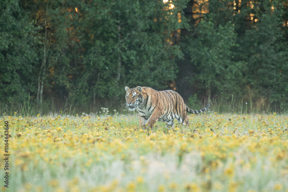 Φωτογραφία A Siberian tiger walks gracefully through a meadow glistening with morning dew, its striped coat glowing softly in the early light, exuding quiet strength and beauty