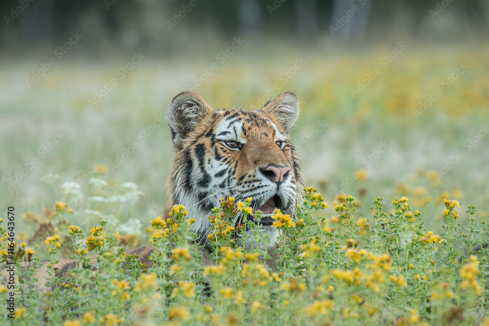 Φωτογραφία A Siberian tiger walks gracefully through a meadow glistening with morning dew, its striped coat glowing softly in the early light, exuding quiet strength and beauty