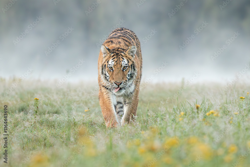 Φωτογραφία A Siberian tiger walks gracefully through a meadow glistening with morning dew, its striped coat glowing softly in the early light, exuding quiet strength and beauty
