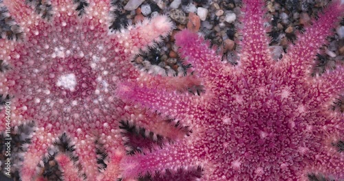 Young starfishs Crossaster papposus close up, Solasteridae family, phylum Echinodermata. It has 12 legs (rays). White Sea photo