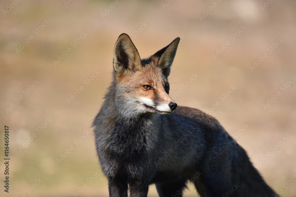 Obraz premium un bonito zorro en el campo en libertad
