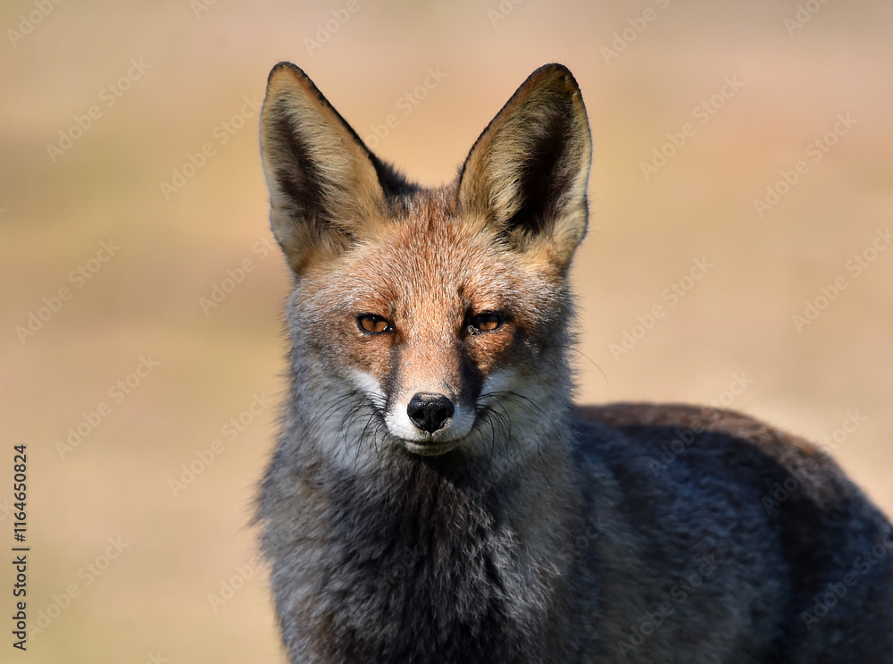 Fototapeta premium un bonito zorro en el campo en libertad