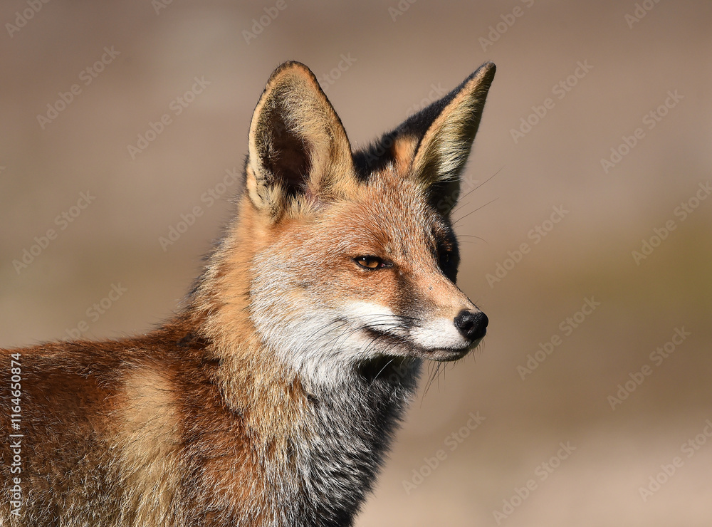 Fototapeta premium un bonito zorro en el campo en libertad