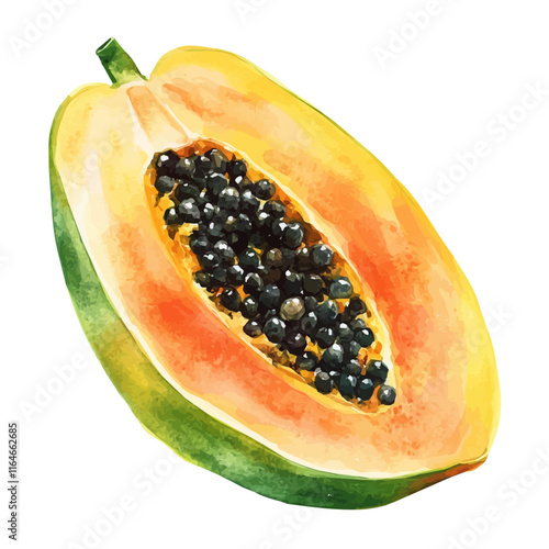 A watercolor drawing of a Hawaiian papaya, isolated on a white background. Hawaiian papaya vector.
