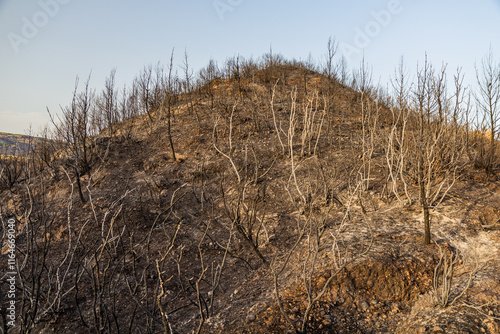 Obraz na plátně Burnt forest after a wildfire near Olympia on Peloponnese peninsula, Greece