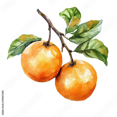 A watercolor illustration of a kaki fruit, isolated on a white background. Kaki fruit vector.
