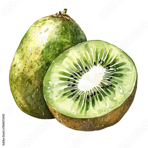 A watercolor of a kiwi fruit, isolated on a white background. Kiwi vector.
