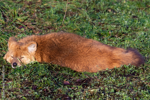 A young Dhole lying in the grass photo