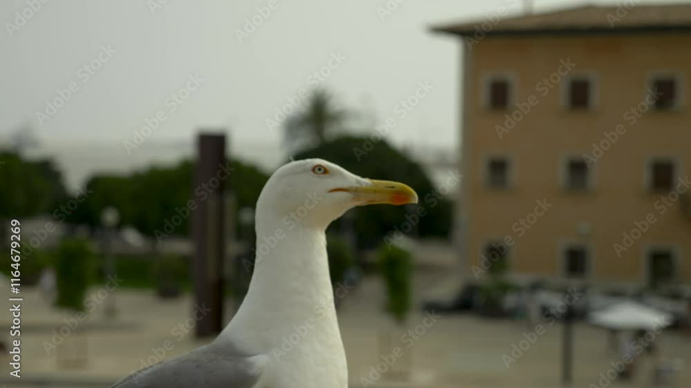 Seagull Palma de Mallorca, Majorca, Mallorca, Balearic Islands, Spain, Mediterranean, Europe Seagull Palma de Mallorca, Majorca, Mallorca, Balearic Islands, Spain, Mediterranean, Europe