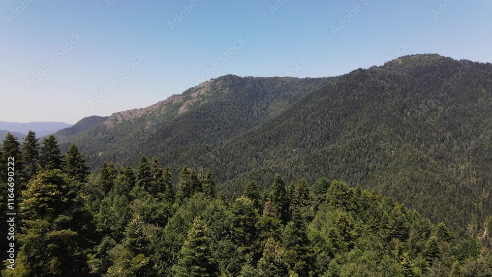 Mountian Forest Aerial View Mountian Forest Aerial View