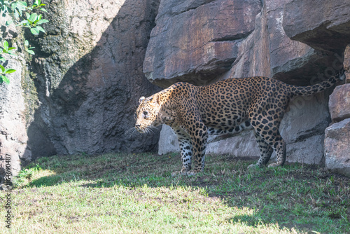 photography of leopards in their natural habitat in the middle of nature photo