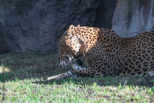 photography of leopards in their natural habitat in the middle of nature photo