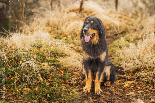 black and gold Hovie dog hovawart seated portrait photo