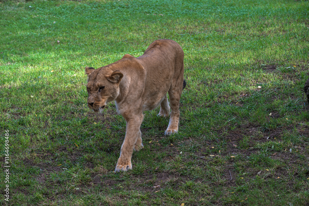 Obraz premium photography of lionesses in their natural habitat in the middle of nature